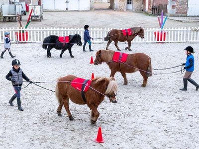 Les P'tits Pin - Haras national du Pin