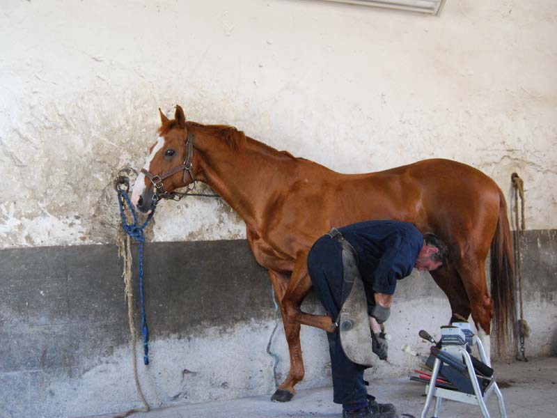 Maréchalerie au Haras national du Pin