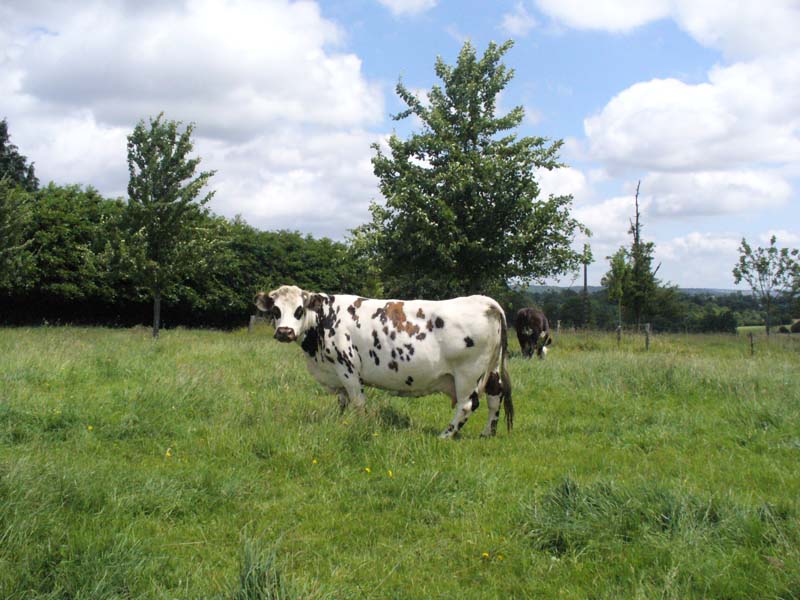 GAEC Choisnard - Crouttes