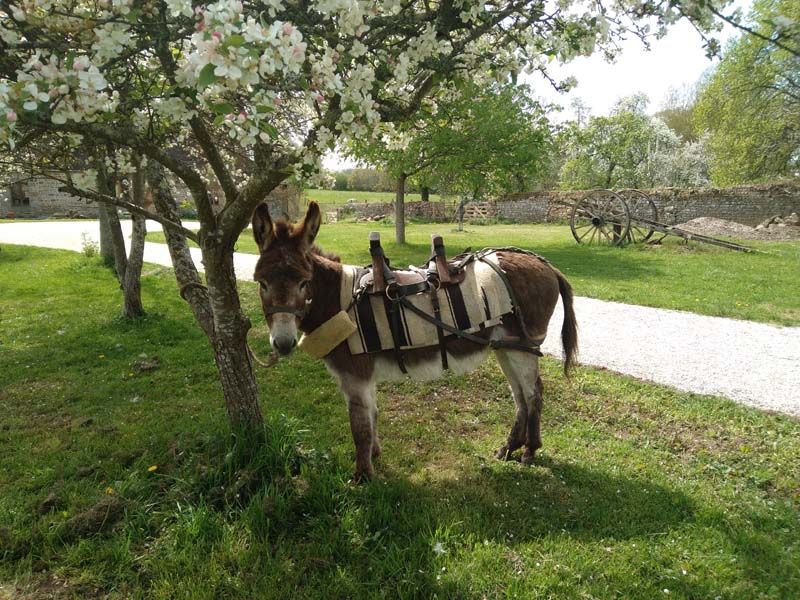 Fief des ânes - Ste Honorine la Chardonne