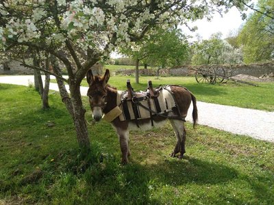 Fief des ânes - Ste Honorine la Chardonne
