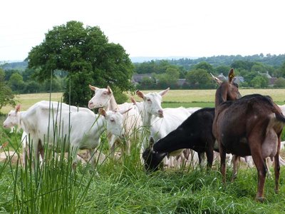 Ferme des Gorges de Villiers - St Ouen le Brisoult
