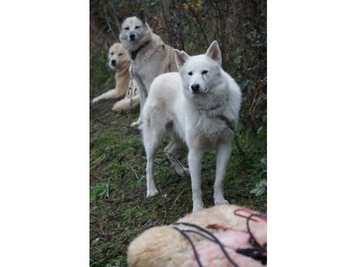 Attelage canin - Moutiers au Perche