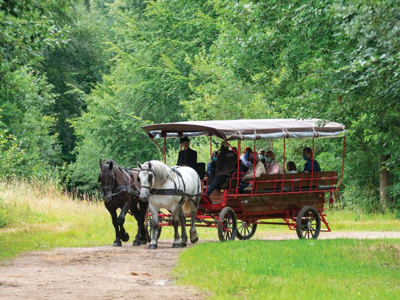 Promenade en attelage au Haras national du Pin