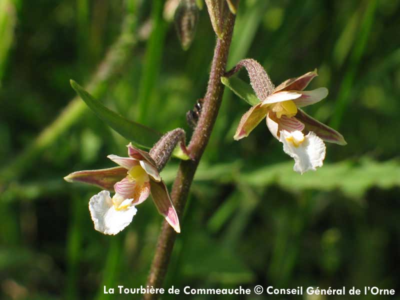 La Tourbière de la Commeauche