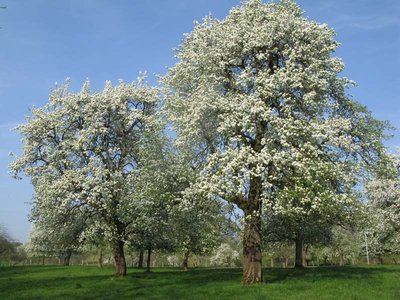 Calvados Lemorton - Mantilly