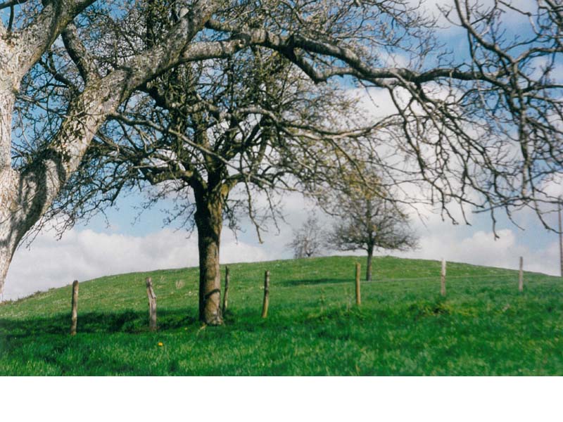 Motte castrale du Châtellier - Rémalard