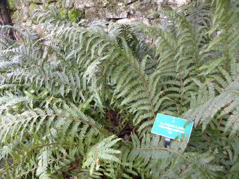 Jardin botanique - La Perrière