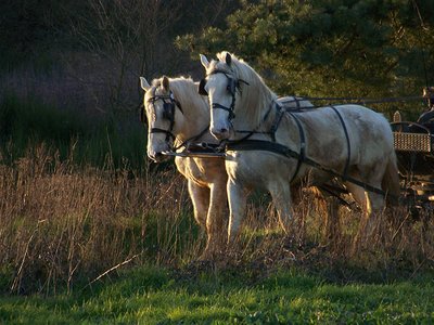 Attelage dans le Perche