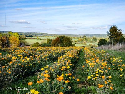 Jardins de la Licorne - Rémalard