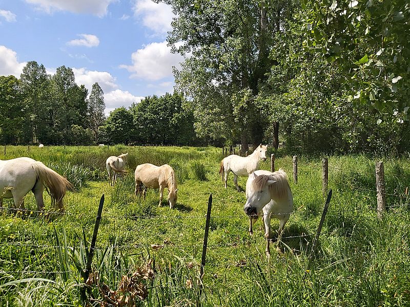 marais du hazé chevaux800©MNT