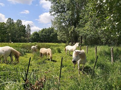 marais du hazé chevaux800©MNT
