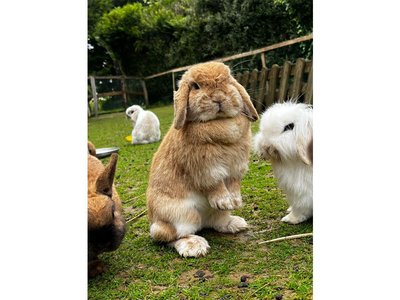 Ferme pédagogique Aux Prés d'Ecouves