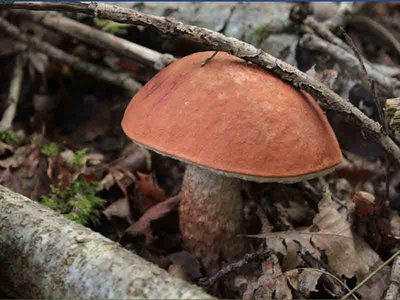 Champignons @F.Demeule 800x 600