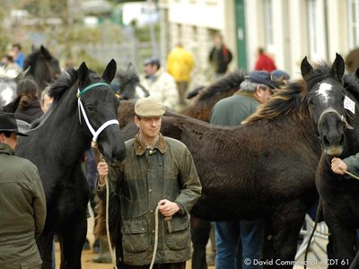 Foire aux poulains percherons - Le Mêle sur Sarthe