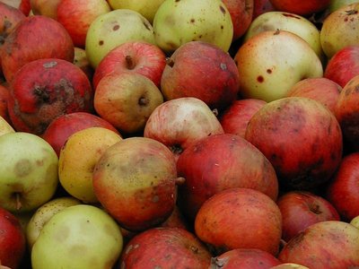 ecomusee_arbrecidre_800