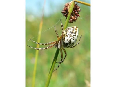 AraigneeBoutDuFil-AVACHER-CPIEDesCollinesNormandes.JPG