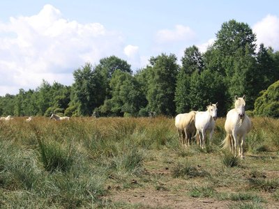 La-gestion-écologique-du-marais