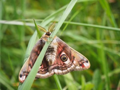 PAPILLONS