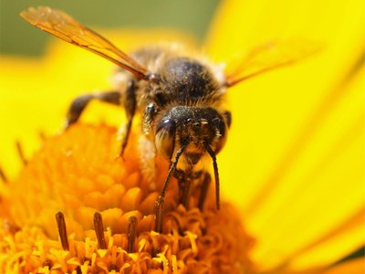 Abeilles-Fotolia_24993876_L