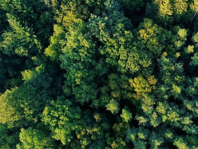 bagnoles-orne-foret-andaines-arbre-remarquable-nature-