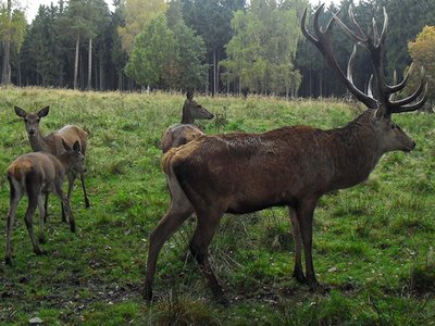 Bagnoles-orne-forêt