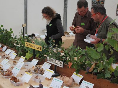 Mycologiades de Bellême