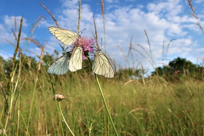 Le_monde_des_papillons_credit_Michel_Jardin