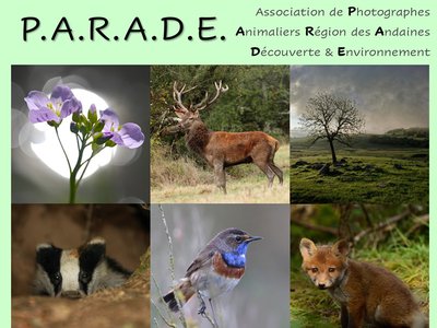 800x600-parade