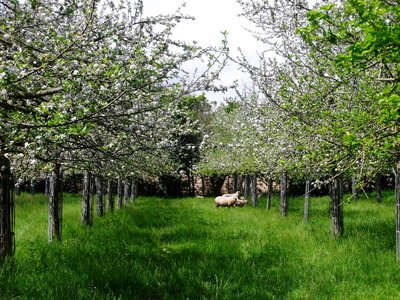 bagnoles-orne-pom-producteur-cidre-terroir-pomme-jus-savoir-faire-visite-ferme-verger
