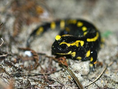 La-nuit-tous-les-amphibiens-sont-gris-J.Launay 800