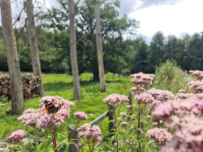 ANIM-AVENTURES-FLEURS-INSECTES-MRC_(22) (5) 800