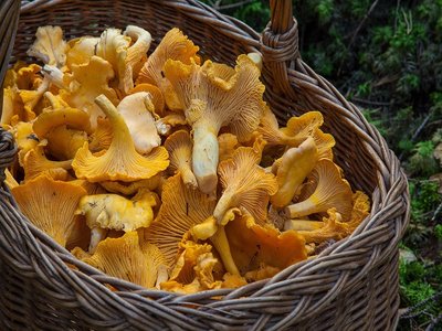 Champignons g Pixabay