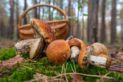 Sortie champignons à Sap-en-Auge