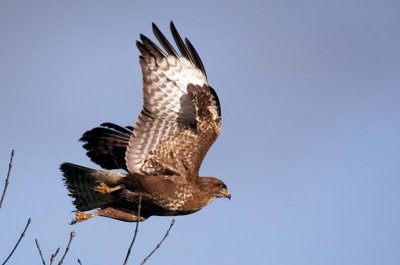 les oiseaux de proie