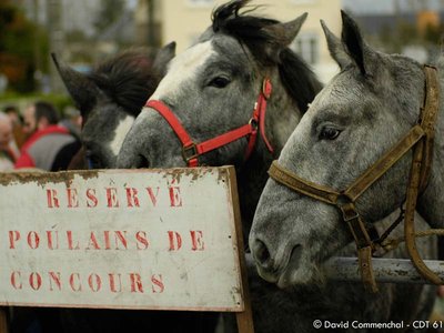 Foire aux poulains percherons - Le Mêle sur Sarthe