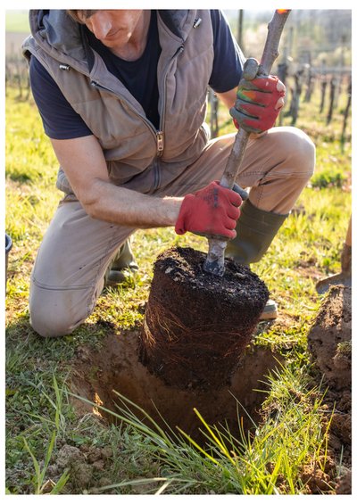 30 novembre marché aux arbres visuel
