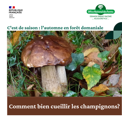 Copie de C'est de saison : automne Insta - 1