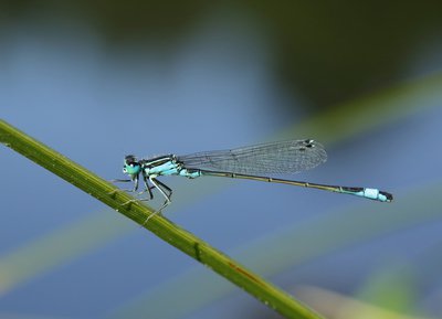 Agrion ouvencelle