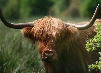 Bœufs Highlands, Marais du Grand-Hazé, Briouze