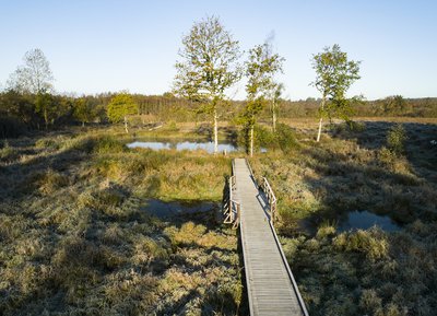 Tourbière boisée, Marais du Grand-Hazé, Briouze