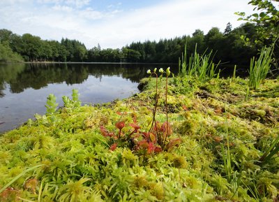 Etang de la Lande-Forêt, tourbière