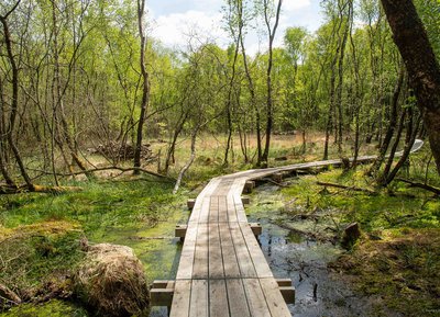 Bois tourbeux, Etang de la Lande-Forêt, Le Grais