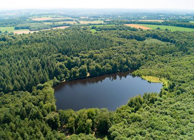 Aperçu de la forêt plantée, Etang de La Lande-Forêt