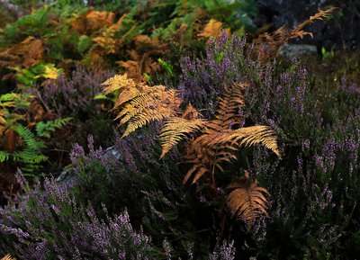 La lande, Fosse Arthour