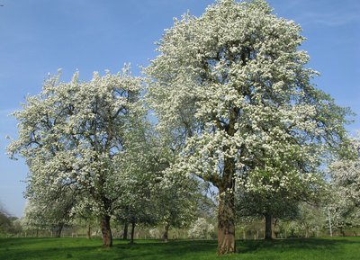 Poiriers en fleurs, Orne