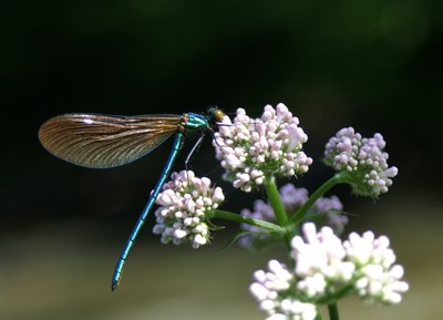 Calopteryx vierge mâle, Vaudobin, Orne