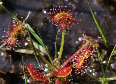 Drosera, Tourbière des Petits Riaux, Espace Naturel Sensible de l'Orne