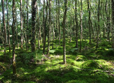 Tourbière des Petits Riaux, Espace Naturel Sensible de l'Orne