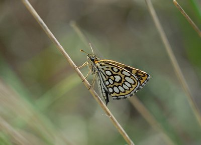 Tourbière des Petits Riaux, Espace Naturel Sensible de l'Orne